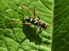 Clytus arietis