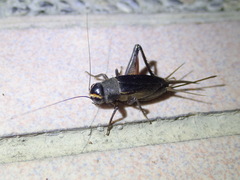 Teleogryllus occipitalis
