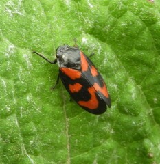 Cercopis vulnerata