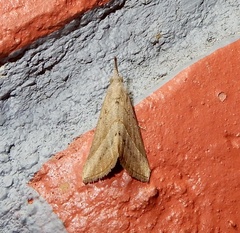 Hypena obacerralis