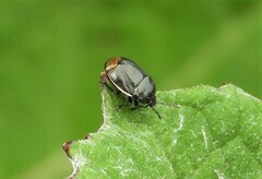 Legnotus limbosus