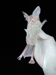 Chrotopterus auritus