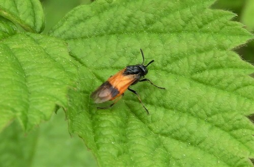Bramble Sawfly, 5813 Ysselsteyn, Nederland, photo 10 of 10