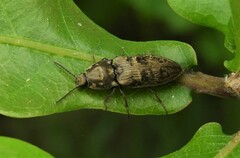 Prosternon tessellatum