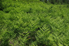 Pteridium aquilinum latiusculum