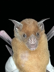 Phyllostomus discolor