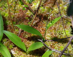 Maianthemum trifolium