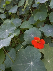 Image of Tropaeolum majus