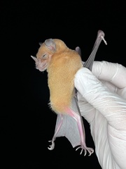 Phyllostomus discolor