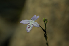 Pseuderanthemum