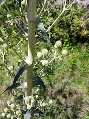 Eryngium horridum