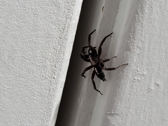 Herpyllus ecclesiasticus