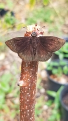 Ephyriades brunnea