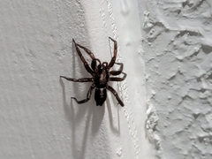 Herpyllus ecclesiasticus