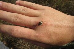 Carpocorini