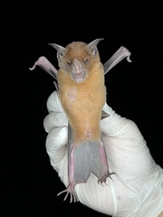 Phyllostomus discolor