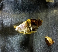 Semiothisops macariata