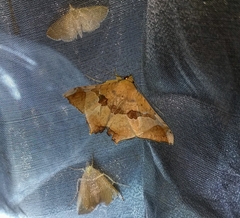 Semiothisops macariata