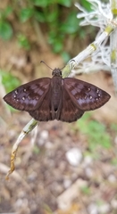 Ephyriades brunnea