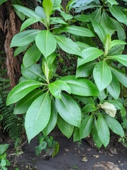 Magnoliales
