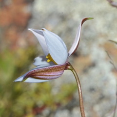 Cyanella alba alba