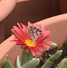 Cacyreus marshalli
