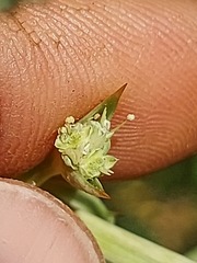 Eryngium horridum
