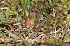 Cyanella alba alba