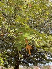 Quercus shumardii