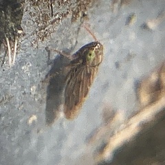 Graminella nigrifrons