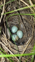 Saxicola torquatus