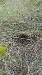 Saxicola torquatus