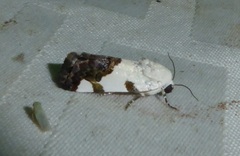 Tarache tetragona