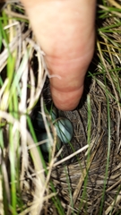 Saxicola torquatus