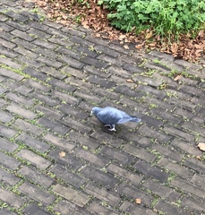Columba livia domestica