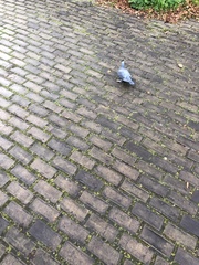 Columba livia domestica
