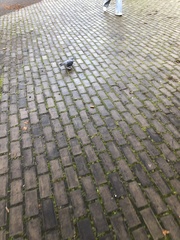 Columba livia domestica