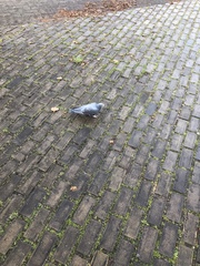 Columba livia domestica