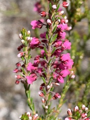 Erica pulchella