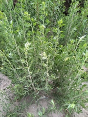 Tessaria absinthioides