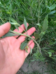 Tessaria absinthioides