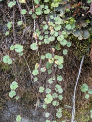 Hydrocotyle moschata