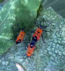 Oncopeltus nigriceps