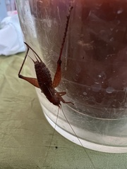 Hapithus brevipennis