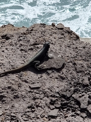 Microlophus quadrivittatus