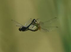 Indothemis carnatica