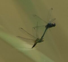 Indothemis carnatica