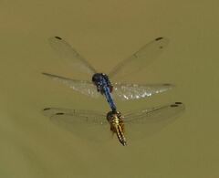 Indothemis carnatica