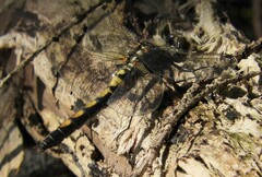 Leucorrhinia rubicunda