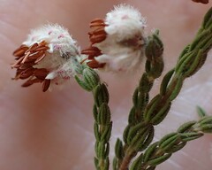 Erica lanata